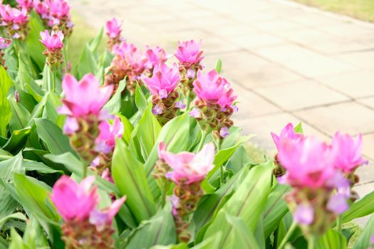 pink siam tulip flower garden field. Curcuma alismatifolia