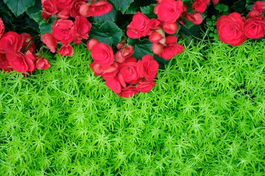 green natural leaves plant & red begonia flower. nature texture background abstract