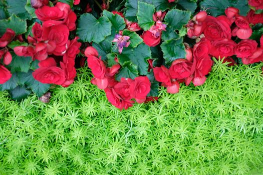 green natural leaves plant & red begonia flower. nature texture background abstract