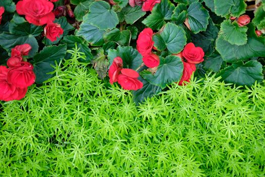 green natural leaves plant & red begonia flower. nature texture background abstract