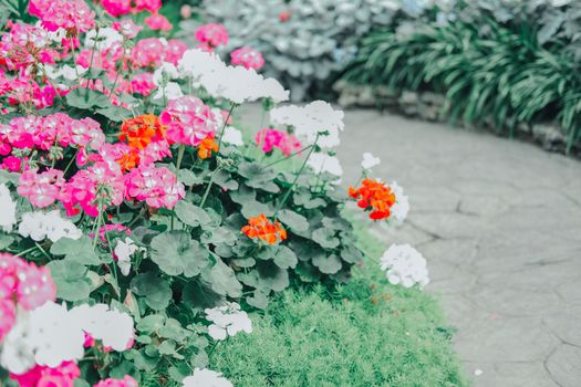 blooming flower plant in botany garden park