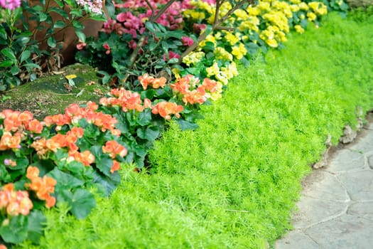 blooming flower plant in botany garden park
