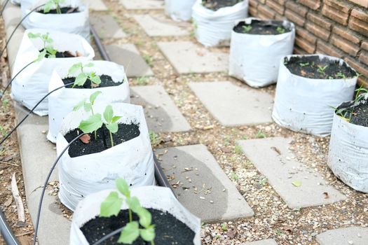 growing vegetable plant with drip water irrigation system