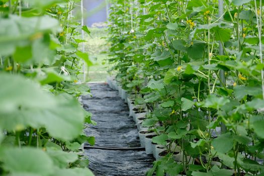 melon plant growing in green house in farm orchard