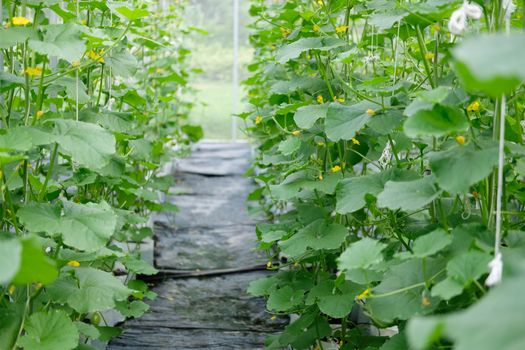 melon plant growing in green house in farm orchard