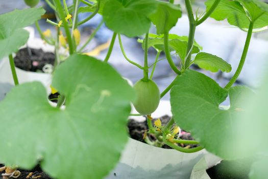 melon plant growing in green house in farm orchard