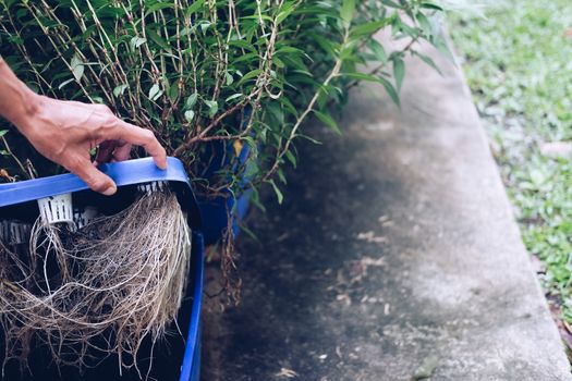 hydroponic vegetable root growing in plastic box in farm