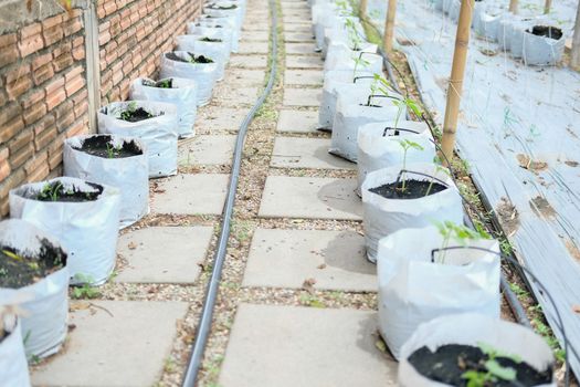 growing vegetable plant with drip water irrigation system