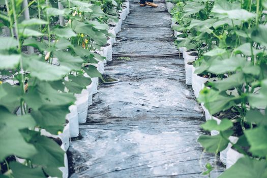 melon plant growing in green house in farm orchard