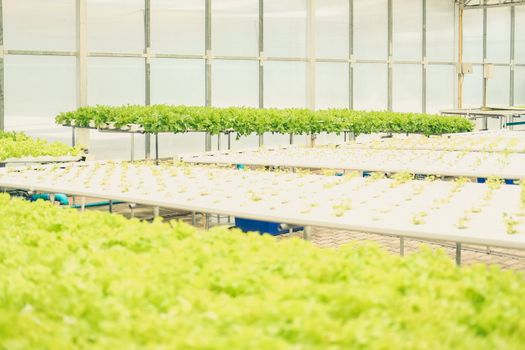 lettuce vegetable growing in plant nursery in hydroponics farm. food & agriculture industry