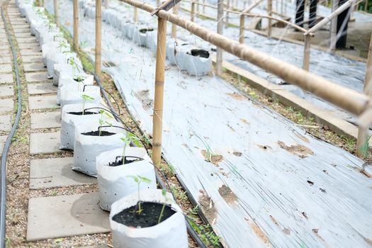 growing vegetable plant with drip water irrigation system