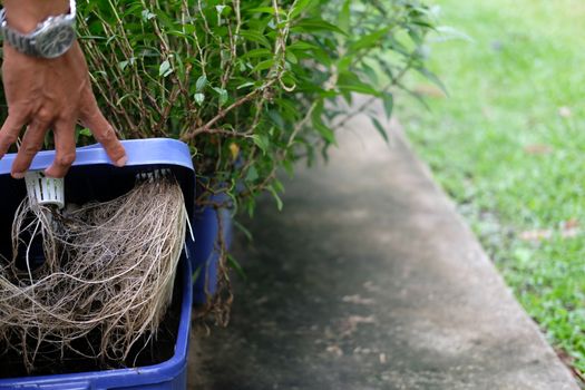 hydroponic vegetable root growing in plastic box in farm