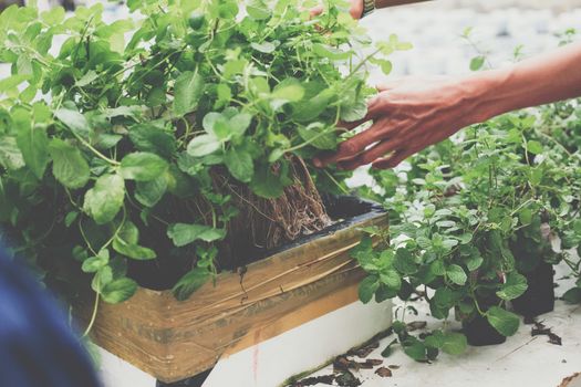 hydroponic vegetable root growing in styrofoam box in farm