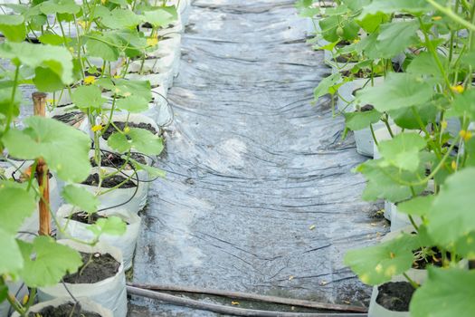 melon plant growing in green house in farm orchard