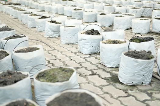 soil & fertilizer in planting bag for growing transplanting plant seedling in farm