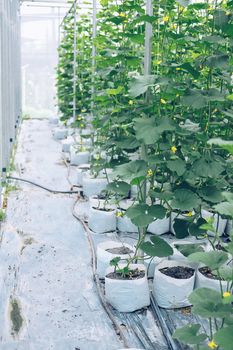 melon plant growing in green house in farm orchard