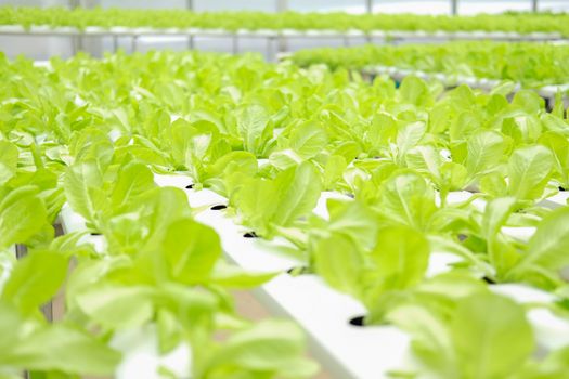 lettuce vegetable growing in plant nursery in hydroponics farm. food & agriculture industry