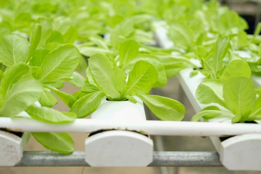 lettuce vegetable growing in plant nursery in hydroponics farm. food & agriculture industry
