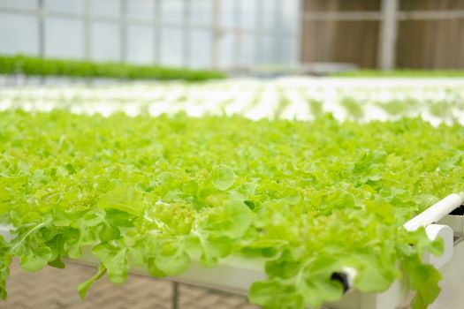 lettuce vegetable growing in plant nursery in hydroponics farm. food & agriculture industry