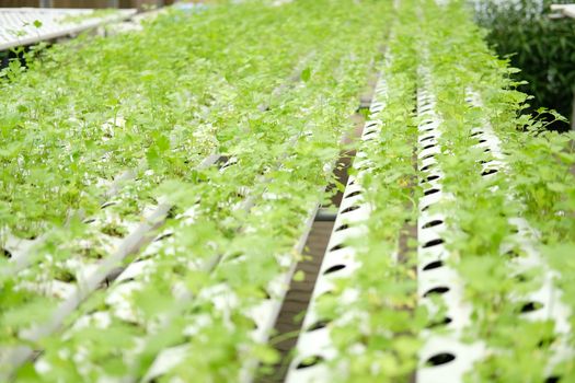 celery vegetable growing in plant nursery in hydroponics farm. food & agriculture industry