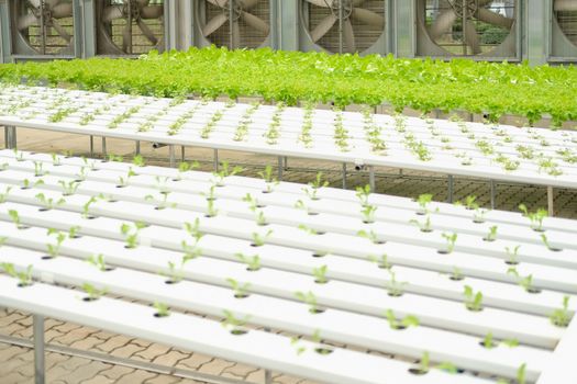 lettuce vegetable growing in plant nursery in hydroponics farm. food & agriculture industry