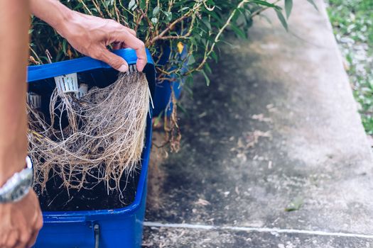 hydroponic vegetable root growing in plastic box in farm