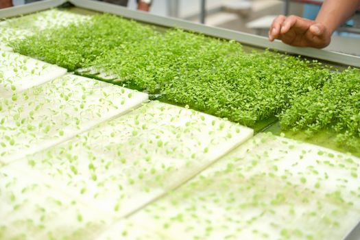 seedling of hydroponic vegetable sprout on wet sponge in plant nursery. lettuce salad growing from seed in farm.