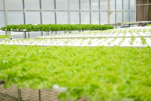 lettuce vegetable growing in plant nursery in hydroponics farm. food & agriculture industry
