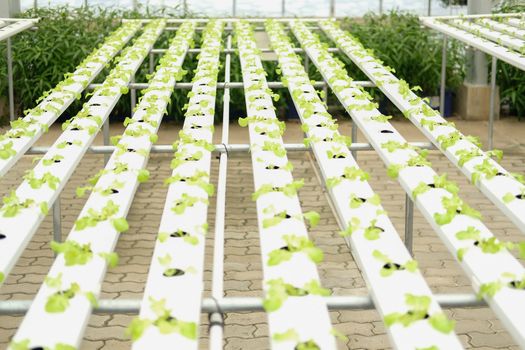 lettuce vegetable growing in plant nursery in hydroponics farm. food & agriculture industry
