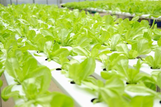 lettuce vegetable growing in plant nursery in hydroponics farm. food & agriculture industry