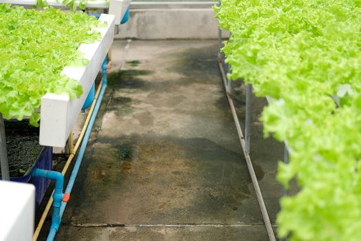lettuce vegetable growing in plant nursery in hydroponics farm. food & agriculture industry