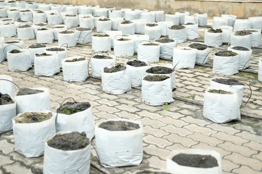 soil & fertilizer in planting bag for growing transplanting plant seedling in farm