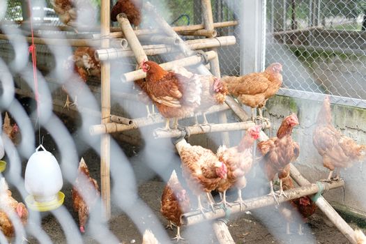 chicken hen in cages in farm
