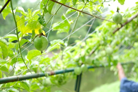 growing passion fruit in garden farm orchard