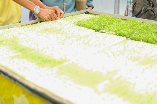 seedling of hydroponic vegetable sprout on wet sponge in plant nursery. lettuce salad growing from seed in farm.