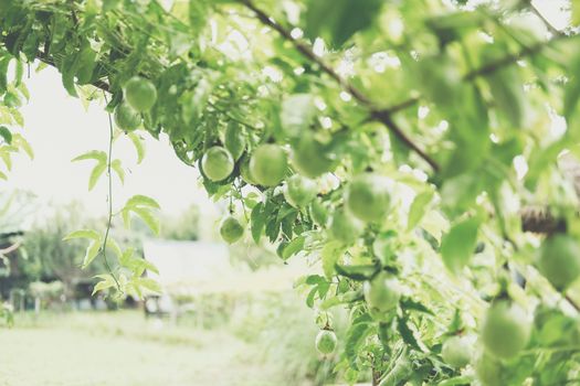 growing passion fruit in garden farm orchard