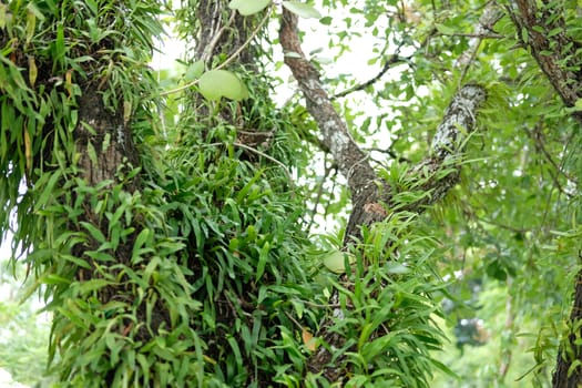 wild orchid plant growing on tree branch trunk