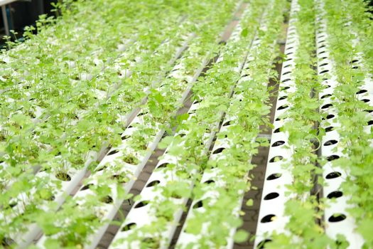 celery vegetable growing in plant nursery in hydroponics farm. food & agriculture industry
