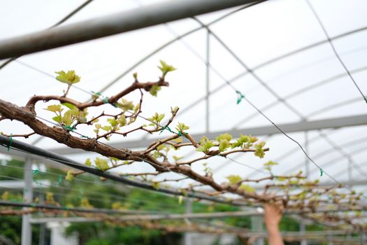 growing grape fruit plant tree in vineyard farm. viticulture orchard