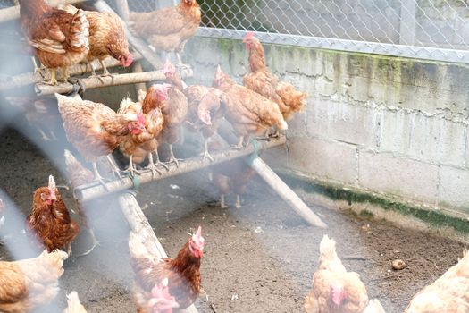 chicken hen in cages in farm