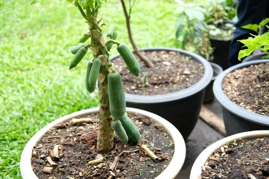short papaya fruit tree growing in pot in garden