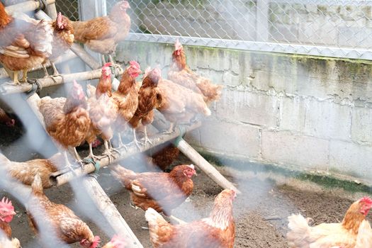 chicken hen in cages in farm