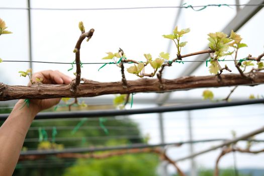 growing grape fruit plant tree in vineyard farm. viticulture orchard