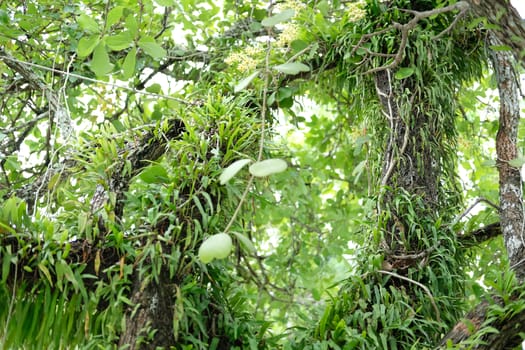 wild orchid plant growing on tree branch trunk
