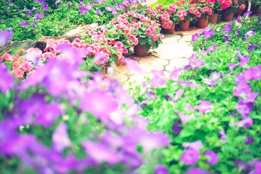 blooming flower plant in botany garden park