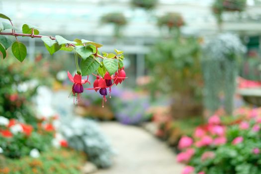 purple red fuchsia flower plant in garden