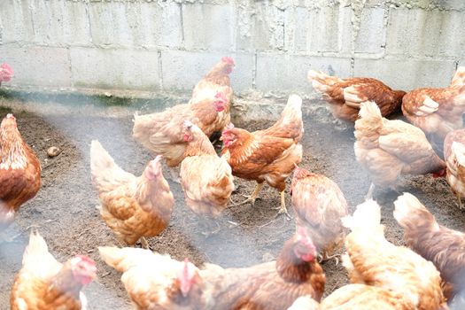 chicken hen in cages in farm