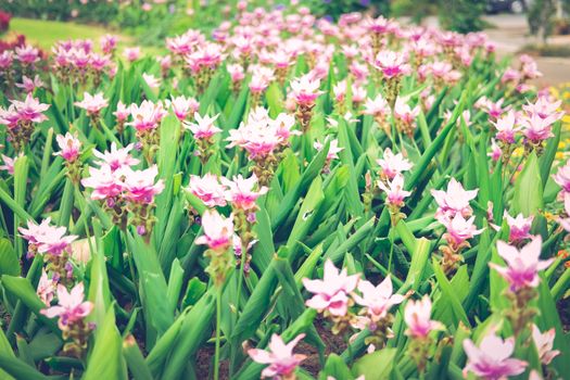 pink siam tulip flower garden field. Curcuma alismatifolia