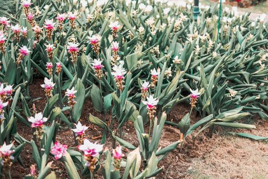 pink siam tulip flower garden field. Curcuma alismatifolia