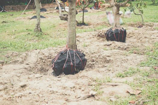 moving transplanting big tree by tying root ball with burlap fabric & rope